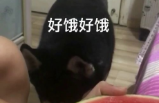 拉拉吃瓜网红,揭秘网红圈背后的瓜田秘事
