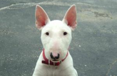 牛头梗犬,忠诚勇敢的英国中型犬种解析