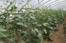 大棚黄瓜种植技术,大棚黄瓜高效种植技术全解析