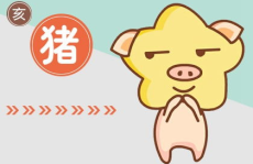属猪女最佳婚配,揭秘幸福伴侣的黄金法则