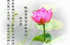 关于莲的诗句,古诗词中的荷塘月色与君子风骨