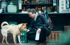 忠犬八公是什么狗,感人至深的日本秋田犬传奇