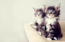 娱乐吃瓜酱小奶猫,小奶猫的甜蜜逆袭之路
