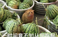 吃瓜黑爆网,网络舆论场中的风云变幻